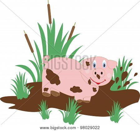 Funny Pig In The Swamp