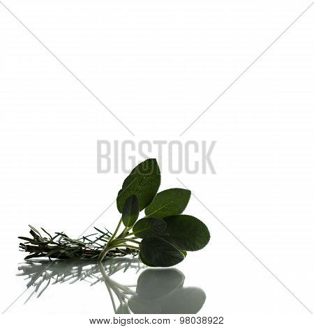 Rosemary Branch And A Cluster Of Sage Leaves