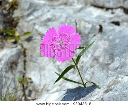 Dianthus callizonus