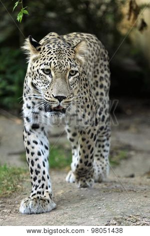 Persian leopard (Panthera pardus saxicolor), also known as the Caucasian leopard. Wild life animal. 