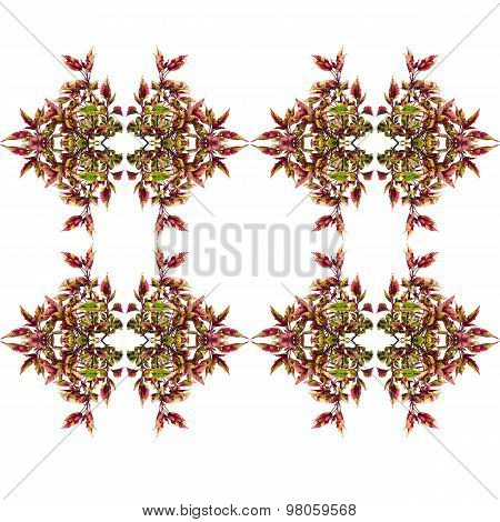 Coleus Leaves Seamless Isolated On White Background