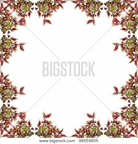 Coleus Leaves Frame Isolated On White Background