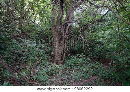 Tree in the Woods