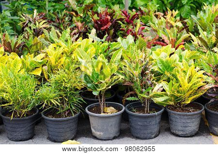 Codiaeum Variegatum In Pot  At Jatujak Market, Bangkok, Thailand