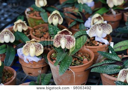 Paphiopedilum Bellatulum