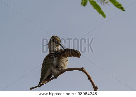 Female Black-chinned Hummingbird