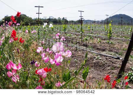Vineyard Landscape