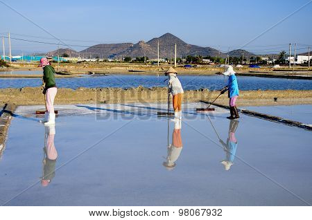 Salk workers work in salt field