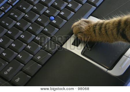 Katze auf Notebook-Maus