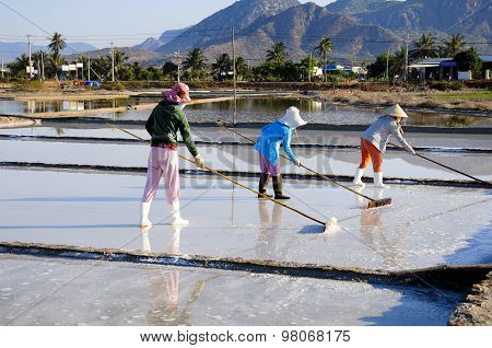 Salk workers work in salt field