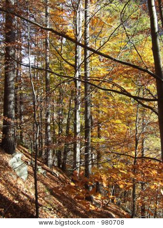 Percorso Autumn Forest 2