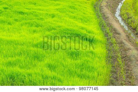 The Way In Green Farm,countryside Of Thailand