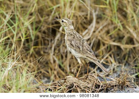 Paddyfield Pipit In Pottuvil, Sri Lanka