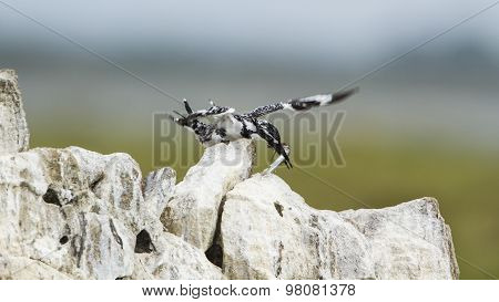 Pied Kingfisher In Pottuvil, Sri Lanka
