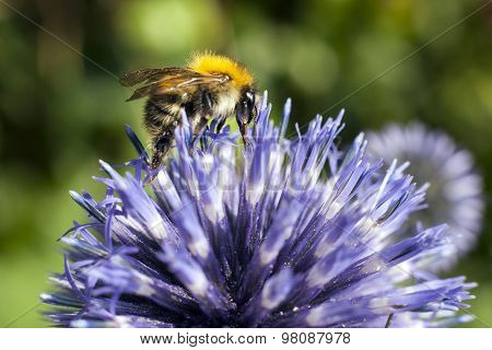 Closeup Of Bumble Bee On Purple Thistle