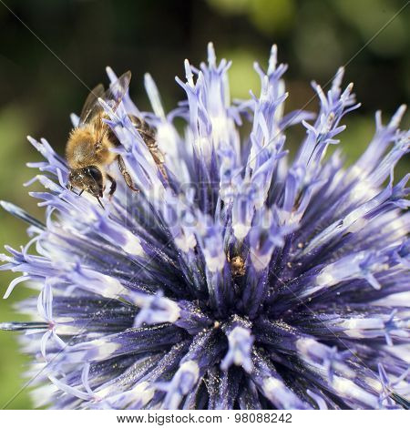 Bee On Purple Thistle Or Echinops Bannaticus