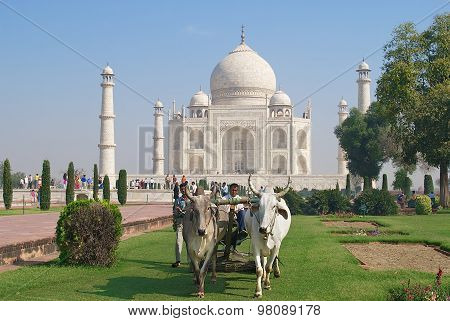 People cut grass with a bull ridden lawn mover at Taj Mahal in Agra, India.