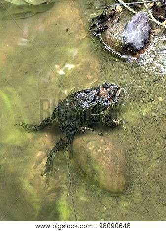 Frogs In Love