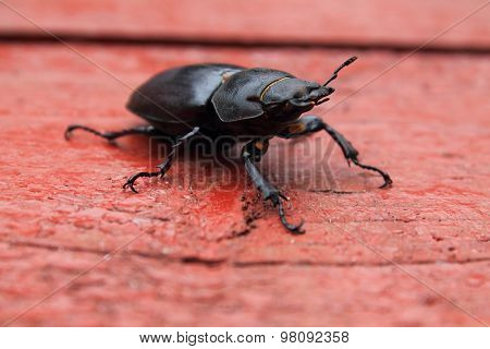 Stag-beetle