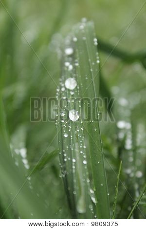 Gota de agua sobre la hierba