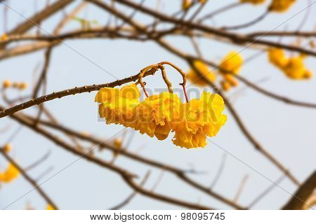 Silk Cotton Flower