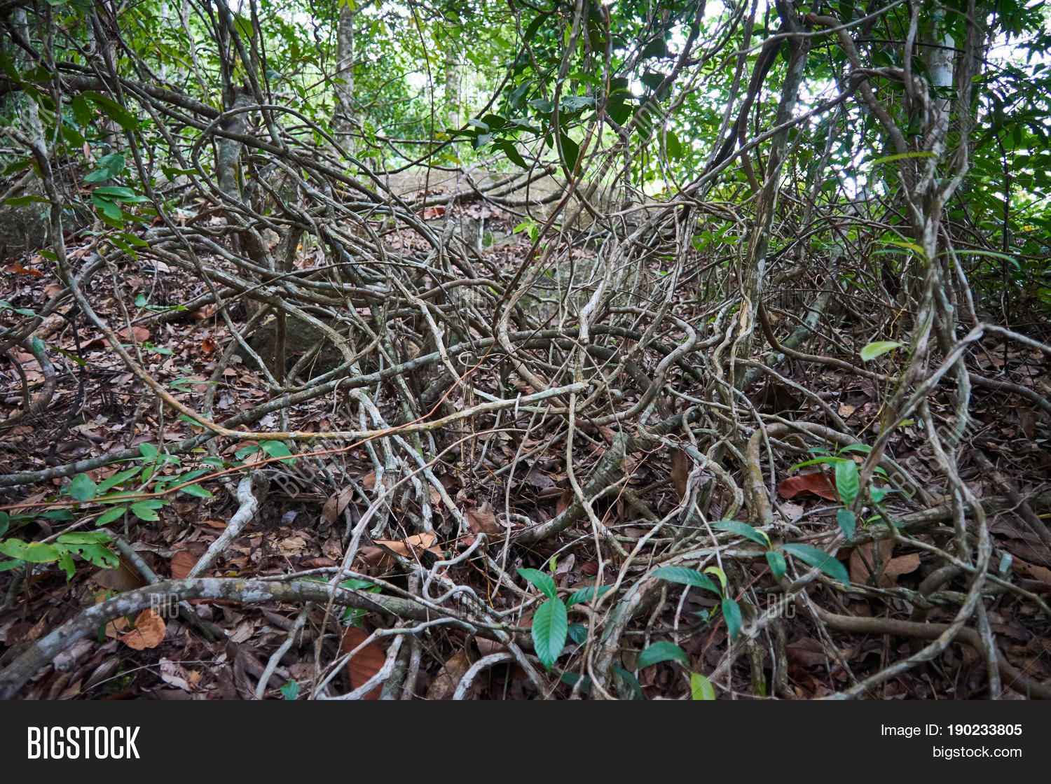 Vines Tropical Forest Image & Photo (Free Trial) Bigstock