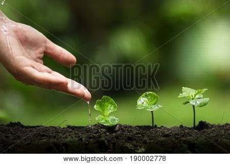 plant a tree,Protect the tree,Hand Help the tree,Growing step,Watering a tree,care tree,nature background