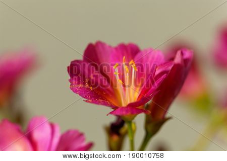 Flower of a Siskiyou lewisia (Lewisia cotyledon)