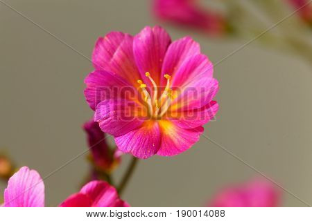 Flower of a Siskiyou lewisia (Lewisia cotyledon)