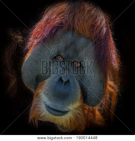 Portrait Of Very Old Asian Orangutan On Black Background