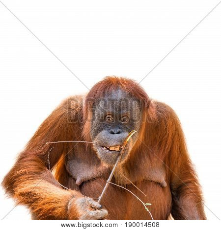 Eating Asian Orangutan Isolated At White Background