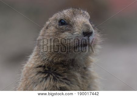 Meerkats or Surikates. Close up of a watchful meerkats.