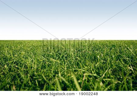 Grassy field