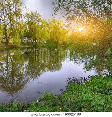 Tranquil Pond With Lush Green Woodland Park in Sunshine. Reflection of trees in water