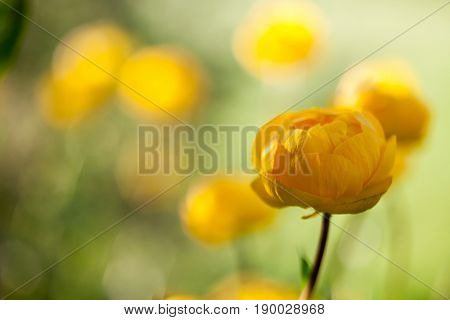Close up of yellow globeflower 