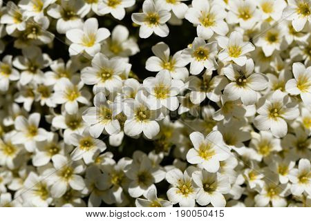 Flowers of the rockfoils Saxifraga ardensii an alpine flower from Europe.