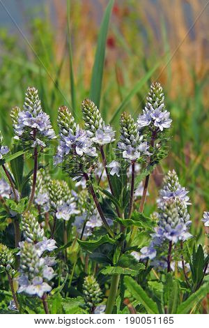 The Flowers In The Field