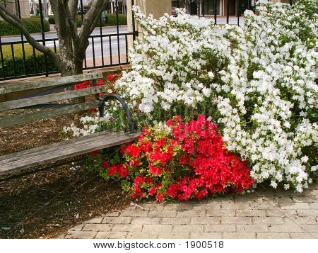 Azaleas