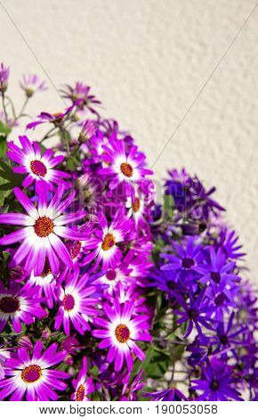 Magenta bicolour , purple flowers bouquet for spring background.