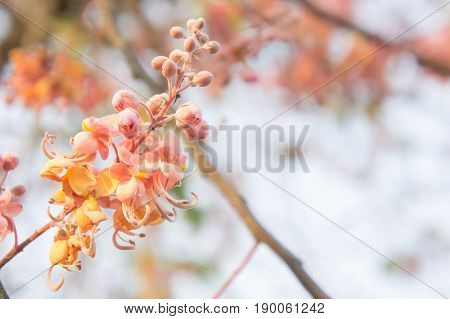 Cassia grandis flowers daisy blossom flowers on summer