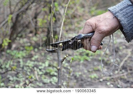 Old Gardener Preparing Apple Tree Branch for Grafting with Knife. Old Man Hands Grafting Fruit Trees Step by Step. Grafting Trees - How to Graft a Tree.
