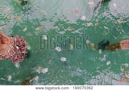 Jellyfish Box