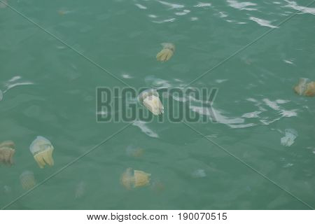 Jellyfish Box