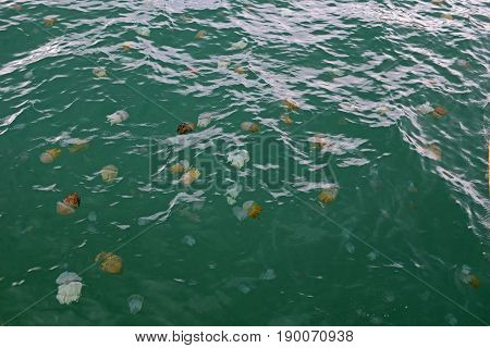 Jellyfish Box