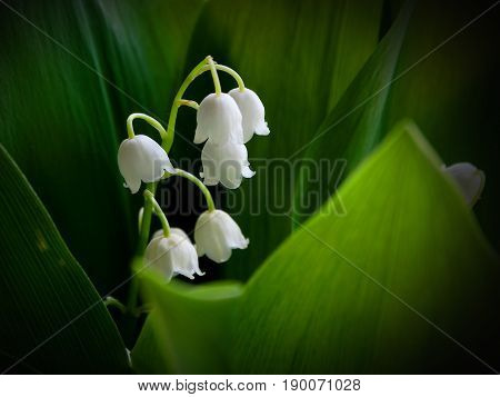 Lily of the valley nature background wallpaper bloom spring season summer white green color flora botany