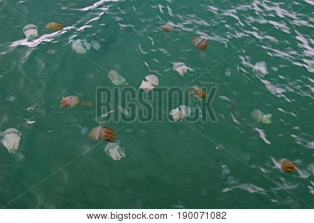Jellyfish Box