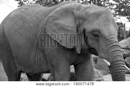 Elephants are large mammals of the family Elephantidae and the order Proboscidea. Two species are traditionally recognised, the African elephant (Loxodonta africana) and the Asian elephant