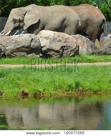 Elephants are large mammals of the family Elephantidae and the order Proboscidea. Two species are traditionally recognised, the African elephant (Loxodonta africana) and the Asian elephant