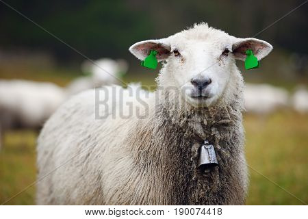 Portrait of furry sheep with ear tags and bell in field close-up