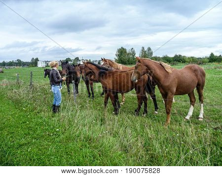 young woman feading horses on green meadow